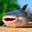CatFish