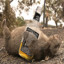 Drunken Wombat