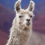 Llama