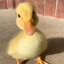 coppergooseegg