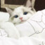 小猫牢帝