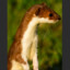 Weasel