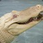 Hungry albino alligator
