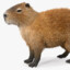 CAPYBARA