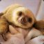 Baby Sloth