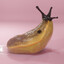 slug