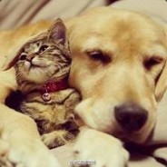 嘉然小姐是我的狗