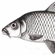 超大颗椰蓉杏仁