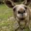 TheKangarooBreeder