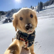 面面绵绵不腼腼