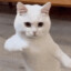 eyip