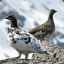 Legendary_Ptarmigan