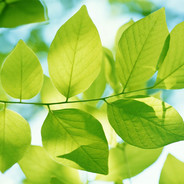 Leaf avatar
