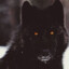 BLACKWOLF#DOPERUST