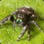 Salticidae