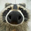 raccoon in 3 trench coats