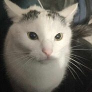 Великий віл