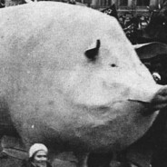 секси свинка