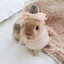 Bunnyy