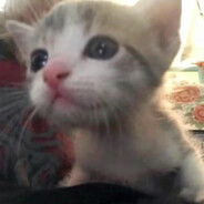 小雨总是灰萌萌