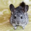 chinchilla