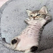 ꧁༒꧁OresH1k꧂༒꧂