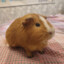 My favorite guinea pig