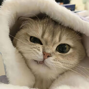 我家猫会后空翻.