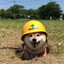 Safety.Doggo