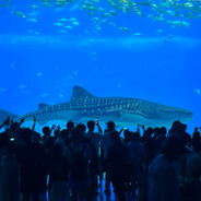 我要当老六ooooooo