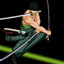 raranoa_zoro
