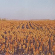 高粱地里犯过错