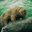 Tardigrades