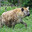 Average Hyena