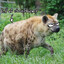 Average Hyena