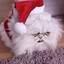 Avatar of Purrified Christmas