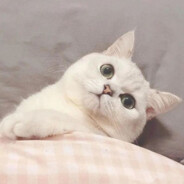 穿山甲到底说了什么