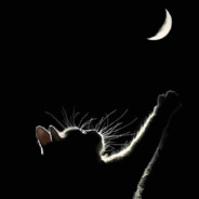 翻斗花园胡图图