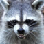 RACCOON