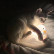 陈啦啦:ガンダム姿で出撃します