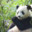 Mübarek Panda