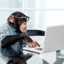 monkey on computer