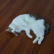 喵星最强吹风机战神