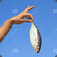 fishhand