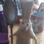 rattatouile