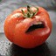 spitefultomatoe