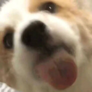 一坨安静的小狗