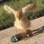 Shredding Chicken
