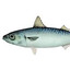 .mackrel