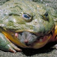 BullFrogGerm